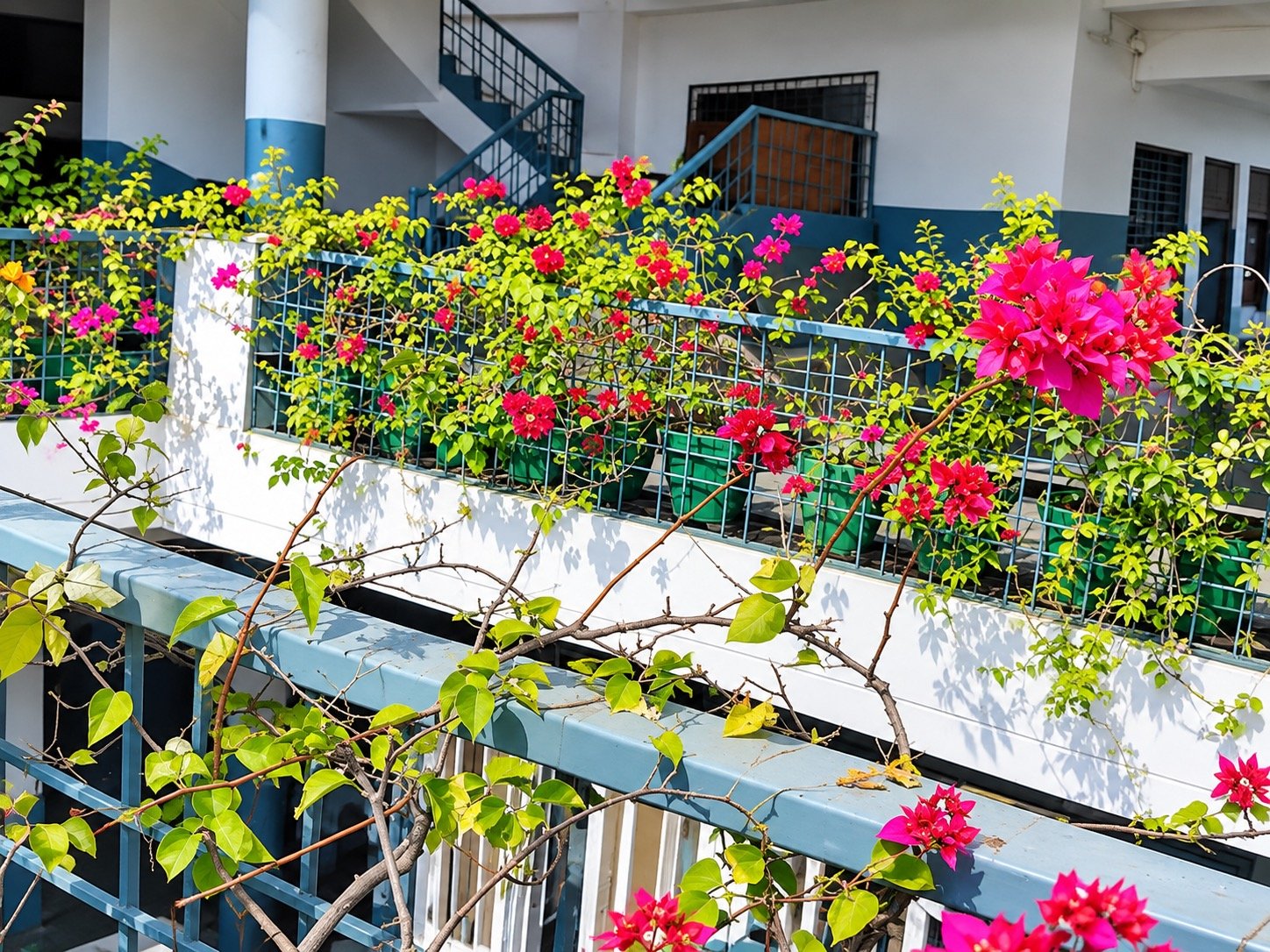 Blooming Pink Bougainvillea Terrace